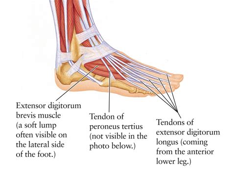 Dorsal Foot Tendons
