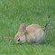 Image result for Very Cute Baby White Bunny