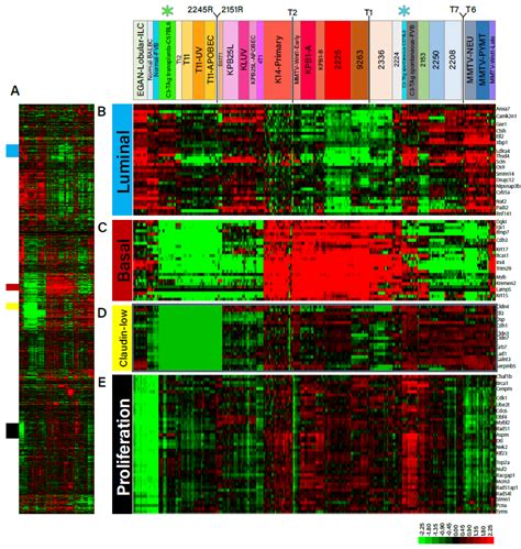 Development and Characterization of Syngeneic Orthotopic Transplant ...
