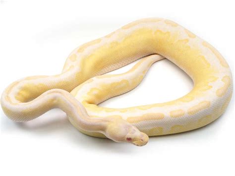 Image result for Python Snake Colors