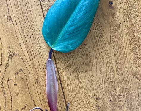 RARE Philodendron Mandaianum Fresh One Leaf Mid Cutting Plant ...