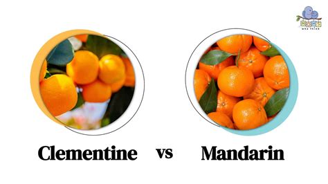 Clementine vs. Tangerine: Differences Including Taste, Shape & Skin