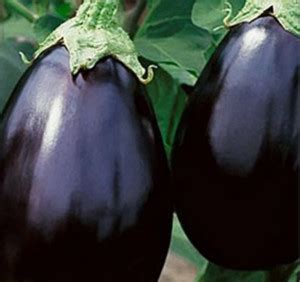 UGRA Brinjal Seed Price in India - Buy UGRA Brinjal Seed online at ...