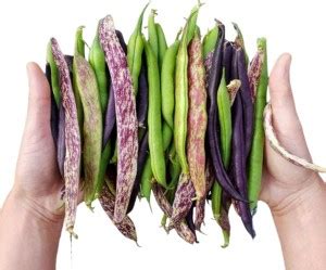 PKR Greens and Consultants 33 types of RARE BEANS SEEDS COMBO Seed ...