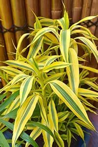 Creative Farmer Lucky Bamboo Rare Variety (Dracaena Sanderiana Bamboo ...