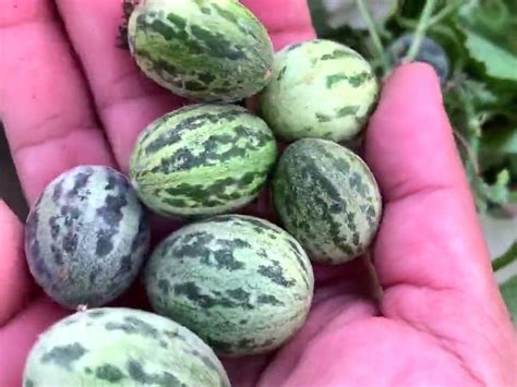 Vegetable kachariya: ఫ్రీగా దొడ్డిలో పండుతుంది.. ఈ సంజీవని కూరగాయ తింటే ...