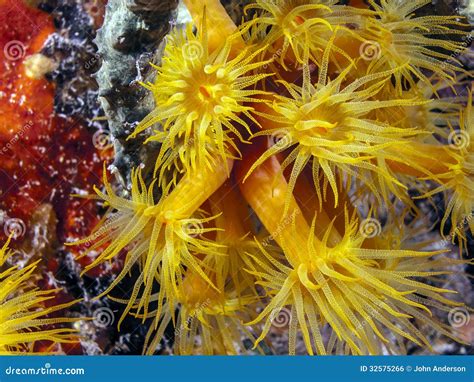 Orange cup corals at night stock photo. Image of life - 32575266