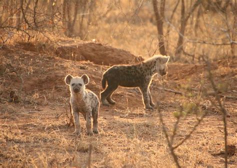 SUNRISE GAME DRIVES - All You Need to Know BEFORE You Go 2026 (with ...