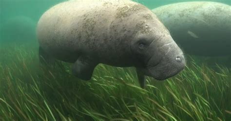 Florida manatee population hit hard in 2021 with 1,101 reported deaths ...
