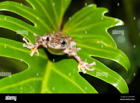 Image result for Laughing Tree Frog