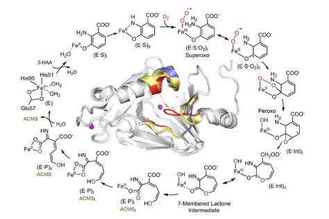 Kynurenine Pathway Regulation at Its Critical Junctions with ...