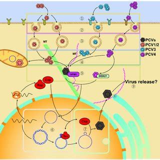 Image result for PCV Module 4