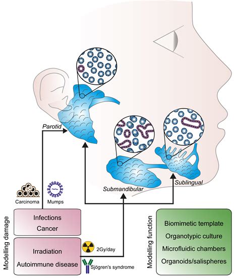 Salivary Glands Function
