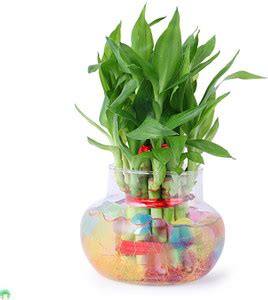 QUIXEL Two Layer Bamboo Plant Price in India - Buy QUIXEL Two Layer ...