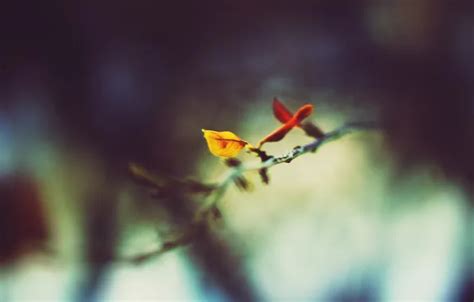 Wallpaper cold, winter, leaves, cracked for mobile and desktop, section ...