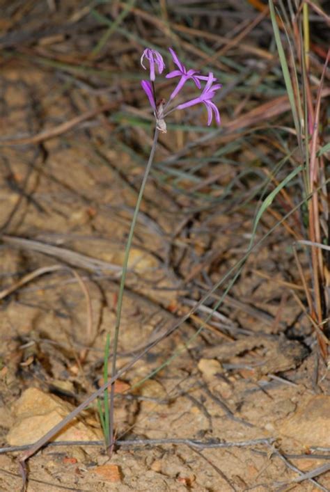 Tulbaghia violacea subsp. macmasteri - Wildeknoffel, Wild garlic ...