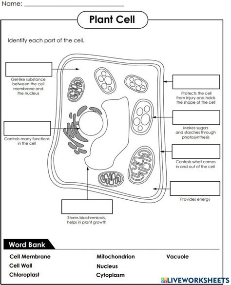 Cell Structure Worksheet PDF 的图像结果