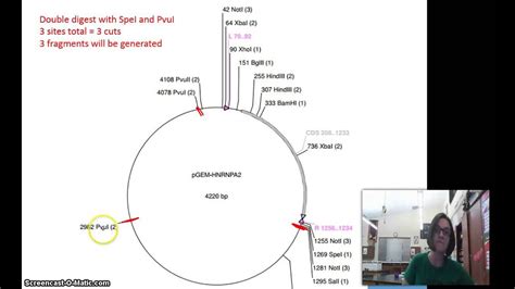 Image result for Restriction Enzyme Map