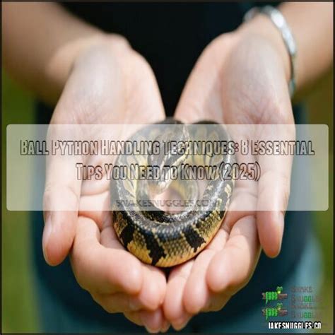 Image result for Handling a Ball Python