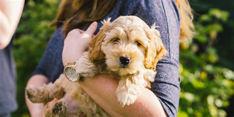 Image result for Cockapoo Full Size