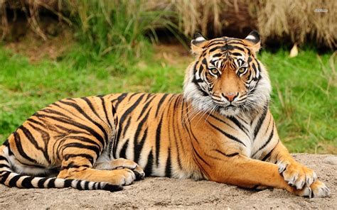 Facts About Tiger