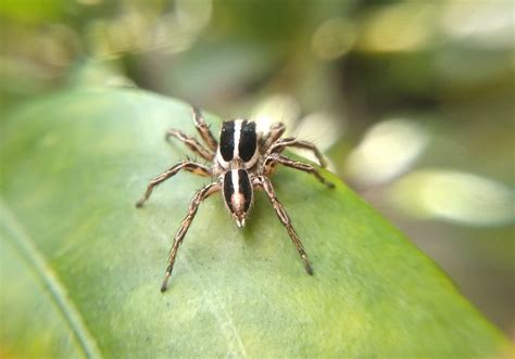 Pantropical Jumping Spider (Plexippus paykulli) - Bali Wildlife