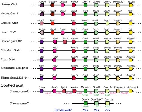 High Polymorphism in the Dmrt2a Gene Is Incompletely Sex-Linked in ...
