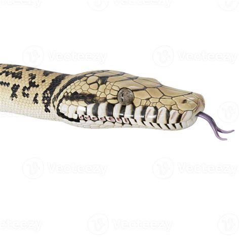 Image result for Biggest Scrub Python