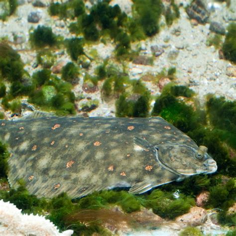 Sole Fish Swimming