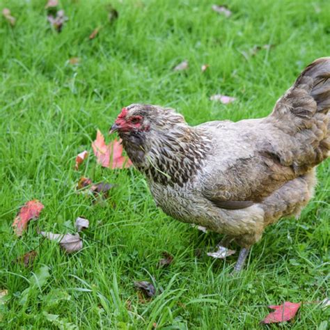 Where To Buy Easter Egger Chickens at Carl Atkins blog
