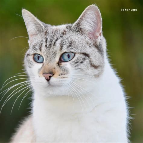 My Favourite Animal Essay for Kids | Essays on Dog, Cat, and More