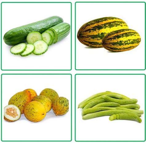 Buy All Types Of Cucumbers Seeds Combo Pack of 5 Verities ( Dosakaya ...