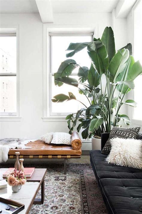 large living room plant