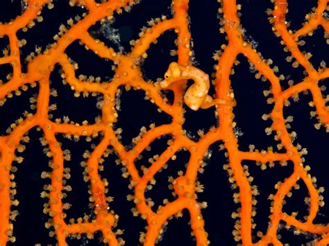 Seahorse | Description, Reproduction, Habitat, & Facts | Britannica