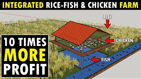 Indigenous Rice Farming: Traditional Asian Tribal Agricultural Methods