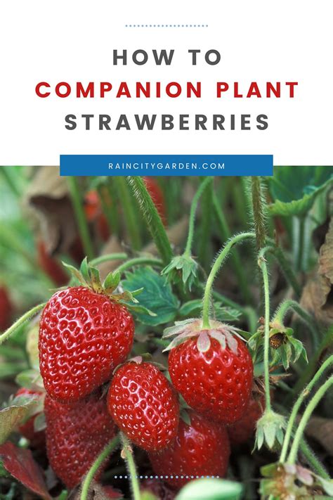 Strawberry Companion Planting Chart at Rosie Halsey blog
