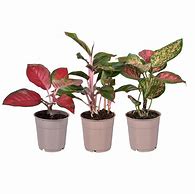 Image result for Aglaonema Care