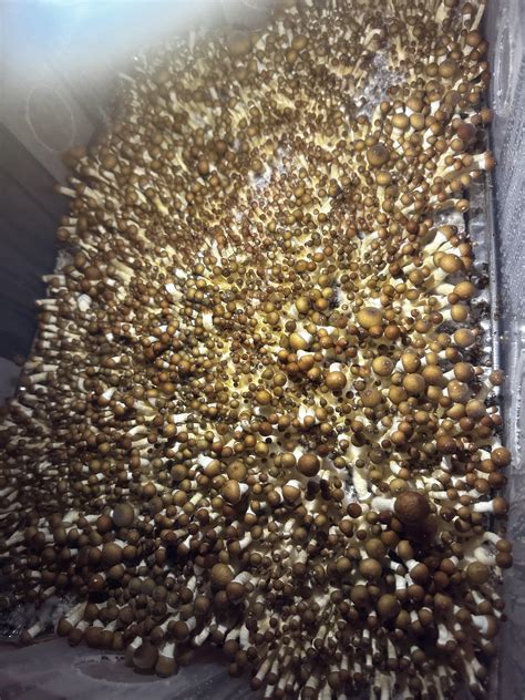 Am I doing this right? : r/shrooms