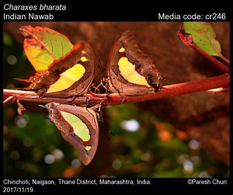 Charaxes bharata | Butterfly
