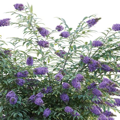 Buddleia - Butterfly Bush 3D Model by 3DTree Team