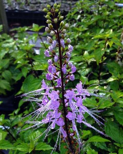 Cat Whiskers Lavender Orthosiphon Java Tea Live Plant Starter Size 4 ...