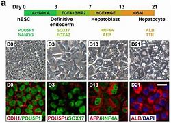 Image result for hepatocyte 肝脏细胞