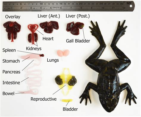Parts Of A Frog Dissection at Natalie Axon blog