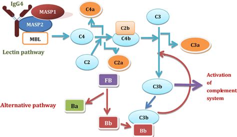 Image result for Lectin Pathway Animation