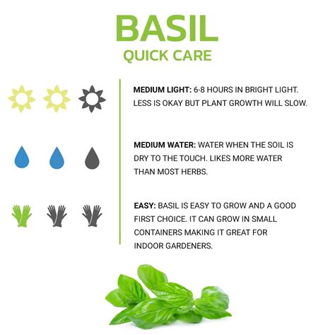 Tips for Growing Basil Indoors