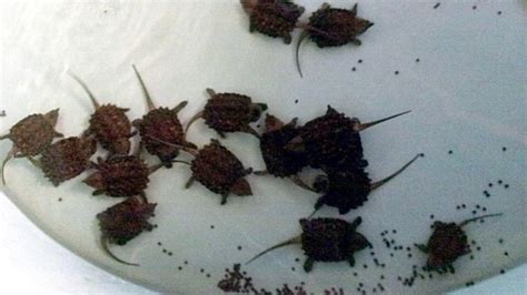 Image result for Alligator Snapping Turtle Location