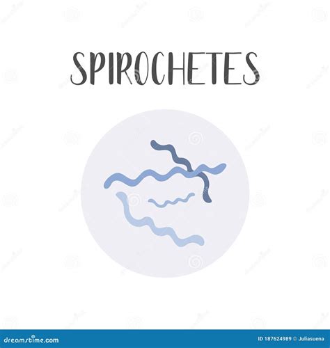 Spirochete Vs Spirillum
