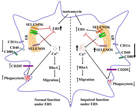 Selenoprotein K Is Essential for the Migration and Phagocytosis of ...