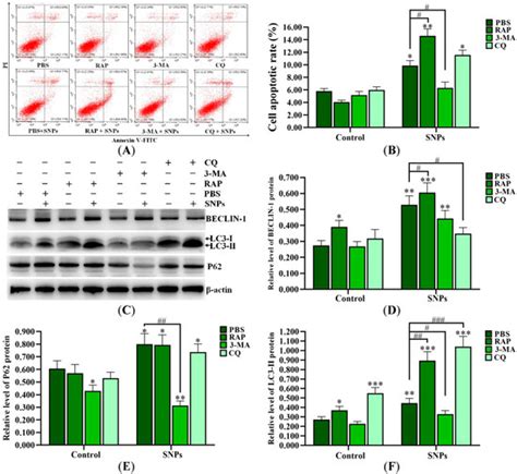 Silica Nanoparticles Promote Apoptosis in Ovarian Granulosa Cells via ...