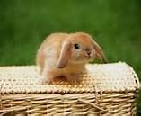 Image result for Cute Brown Baby Bunnies